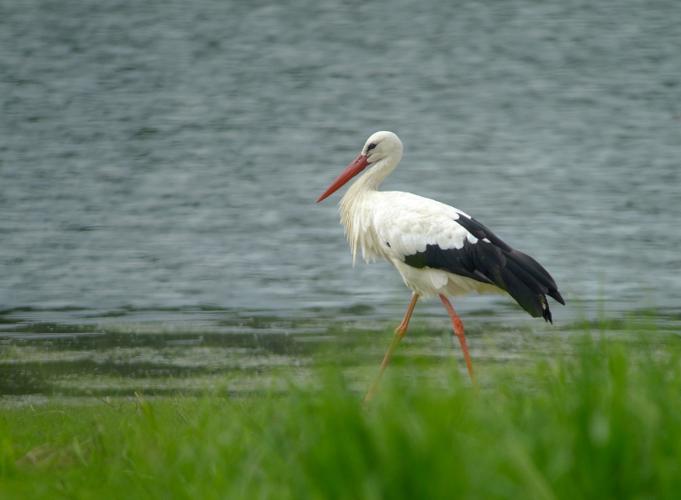 Cigogne blanche © Fabrice Croset - PnrFO