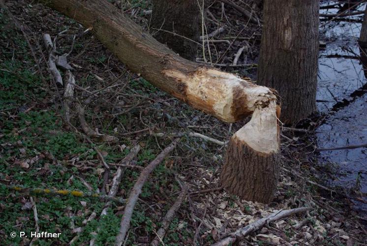 Arbre coupé par un castor d'Eurasie © P. Haffner