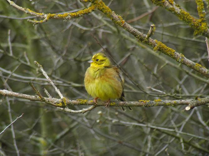 Bruant jaune © Fabrice Croset - PnrFO