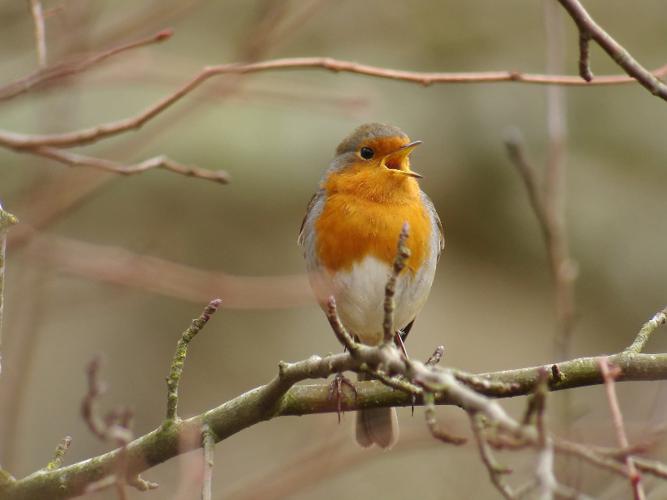 Rougegorge familier © Fabrice Croset - PnrFO