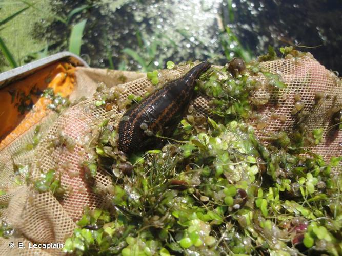 Hirudo medicinalis Linnaeus, 1758 © B. Lecaplain