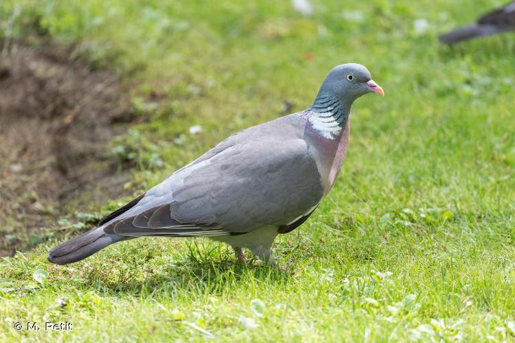 Pigeon ramier © M. Petit - INPN