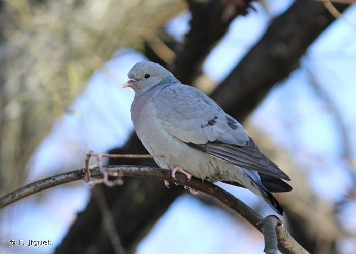 Pigeon colombin © F. Jiguet - INPN