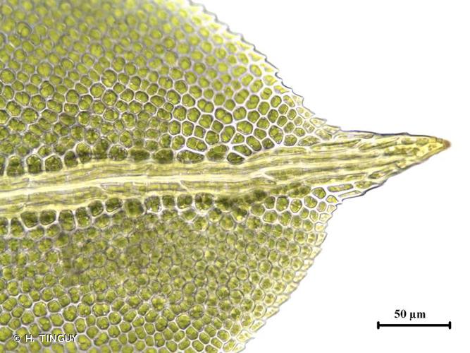 apex de la feuille © H. TINGUY