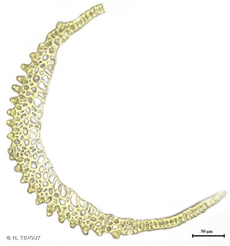 coupe transversale d'une feuille © H. TINGUY