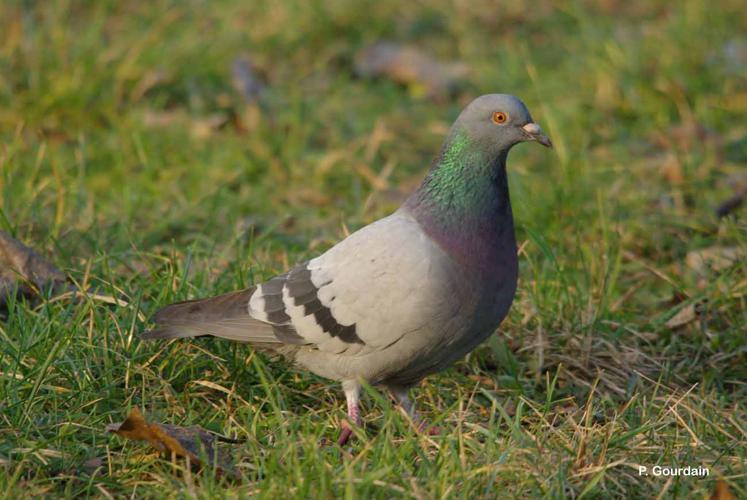 Pigeon biset © P. Gourdain - INPN