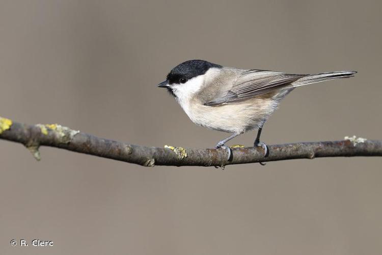 Mésange nonnette © R. Clerc - INPN