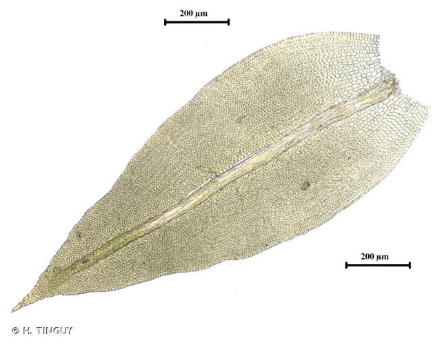 feuille © H. TINGUY