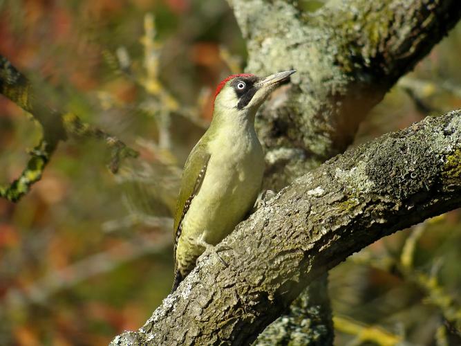 Pic vert, Pivert © Fabrice Croset - PnrFO