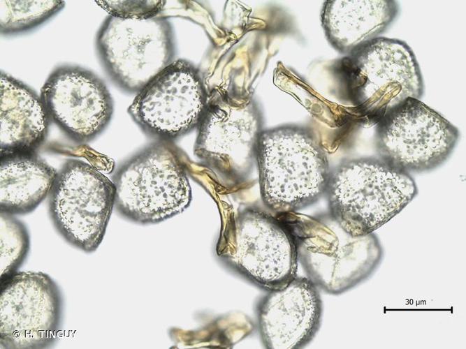 spores avec pseudoélatères © H. TINGUY