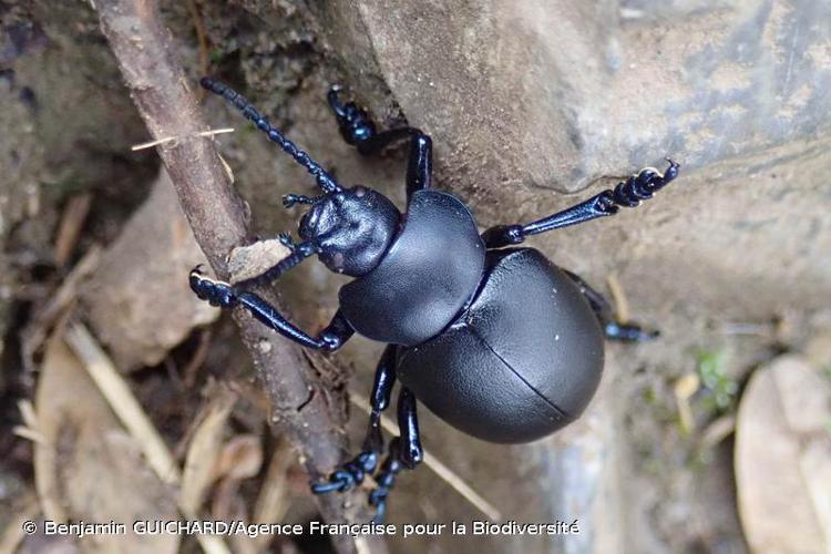  © Benjamin GUICHARD/Agence Française pour la Biodiversité