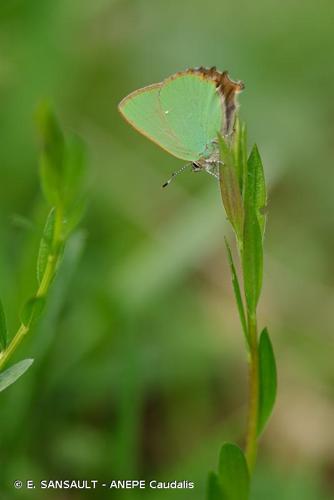  © E. SANSAULT - ANEPE Caudalis