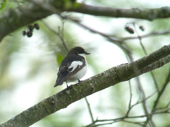 Gobemouche noir © Fabrice Croset - PnrFO