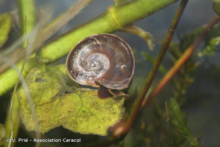  © V. Prié - Association Caracol