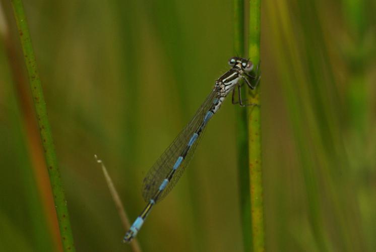 Agrion de Mercure © AA - CEN CA