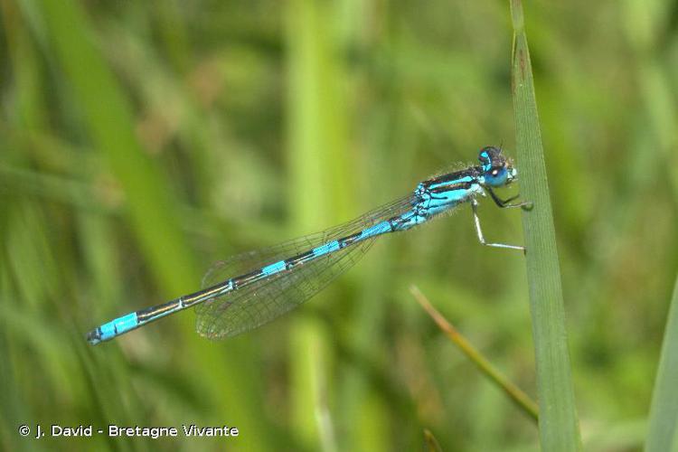 Agrion mignon (L') © J. David - INPN