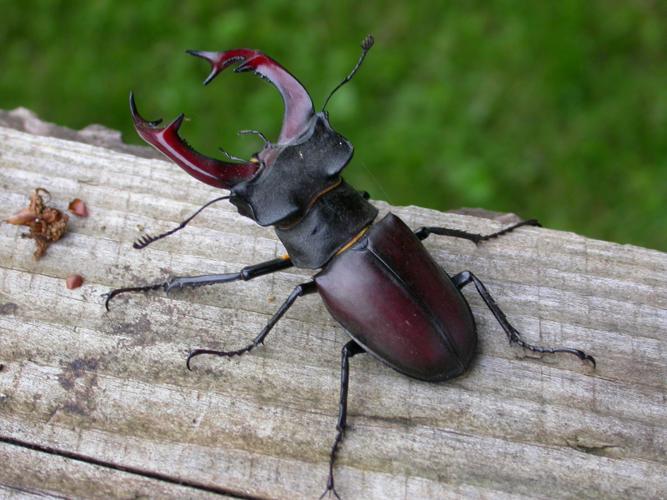 Cerf-volant (lucane) méridional © F. Joachim - PnrFO