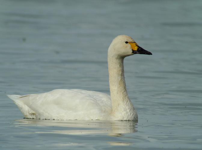 Cygne de Bewick © Fabrice Croset - PnrFO