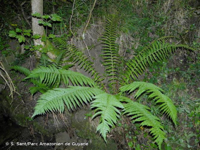  © S. Sant/Parc Amazonien de Guyane