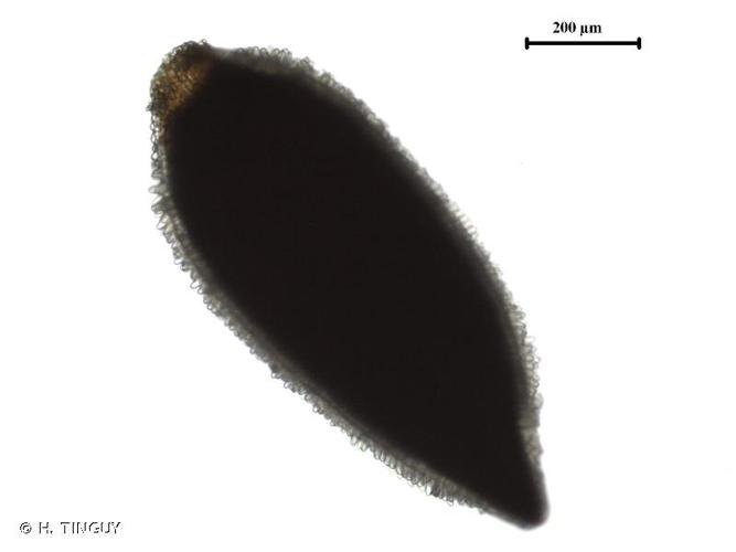 graine prolongée à l'apex par un appendice portant l'aigrette © H. TINGUY