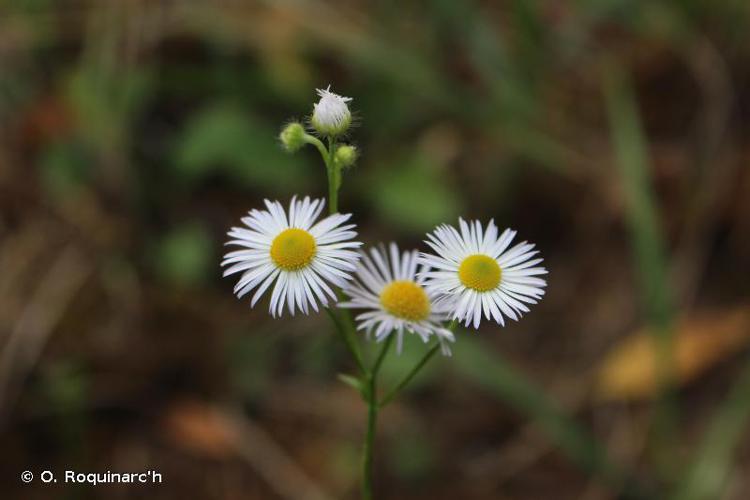 Plaine de Sorques (77). © O. Roquinarc'h