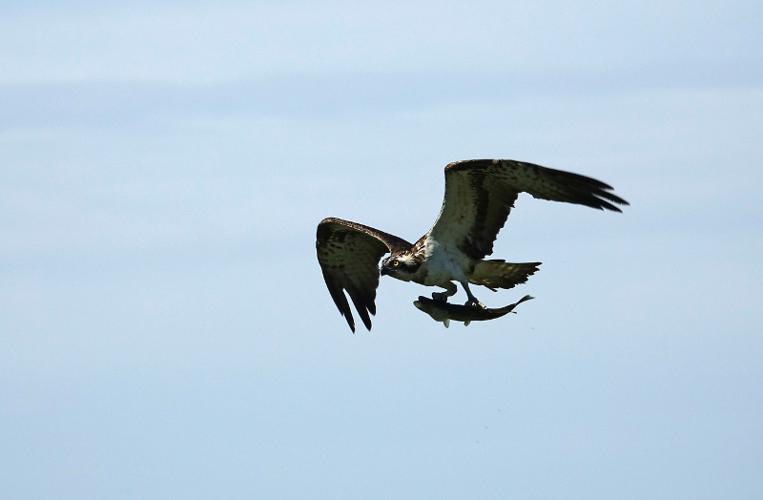 Balbuzard pêcheur © Fabrice Croset - PnrFO