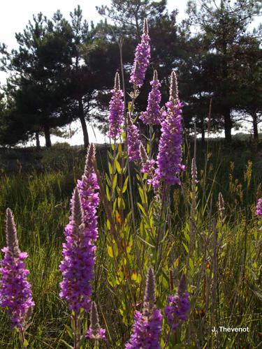 Vendée - Cayola © J. Thévenot