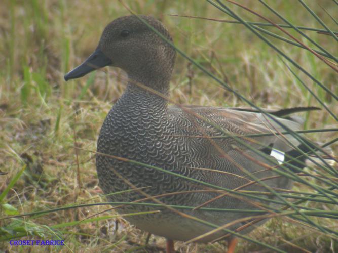 Canard chipeau © Fabrice Croset - PnrFO