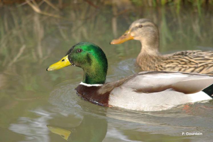 Canard colvert © P. Gourdain - INPN