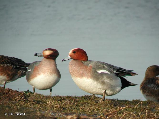 Canard siffleur © JP. Siblet - INPN