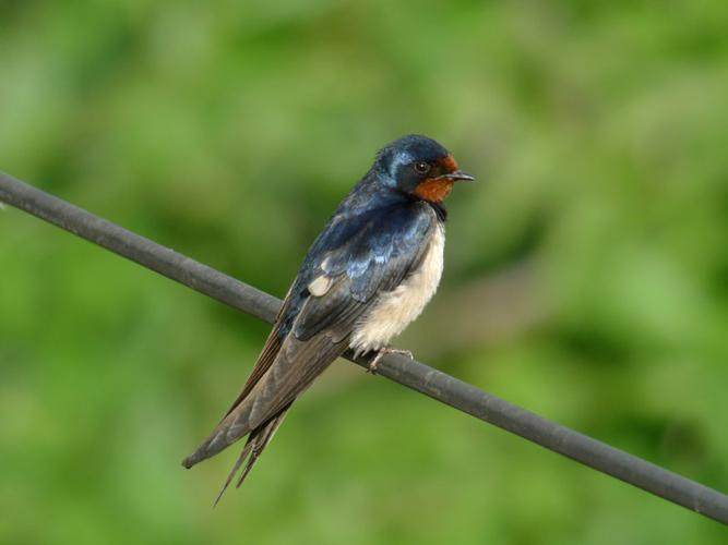 Hirondelle rustique © Fabrice Croset