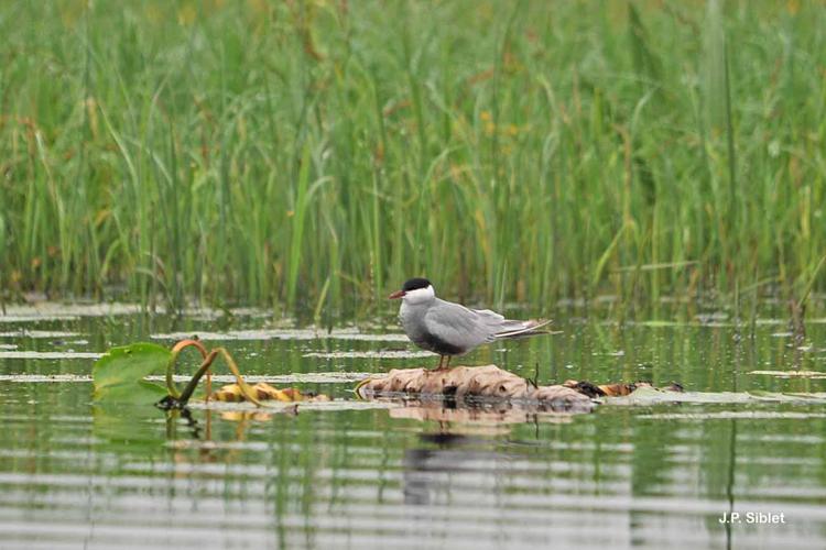 Guifette moustac © JP. Siblet - INPN